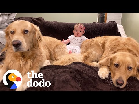 Dog Brothers Claim Newborn Baby Sister As Their Own | The Dodo