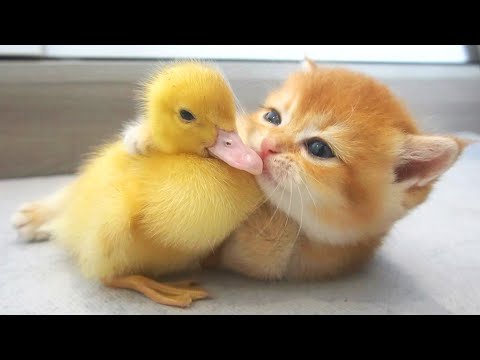 This kitten loves the little duck so much