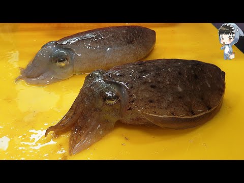 KOREAN STREET FOOD SQUID CUTTLEFISH SASHIMI KOREA SEAFOOD MARKET 포항 송도 활어회센터 갑오징어 오징어 물회 310521