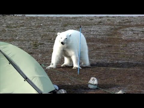 Safer in polar bear areas