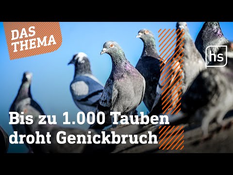 Tiersch&amp;uuml;tzer emp&amp;ouml;rt: Limburg will Tauben t&amp;ouml;ten lassen | hessenschau DAS THEMA