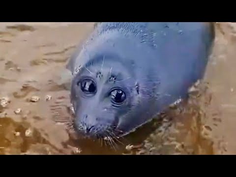 Russian Guy Finds Rare Sea Potato