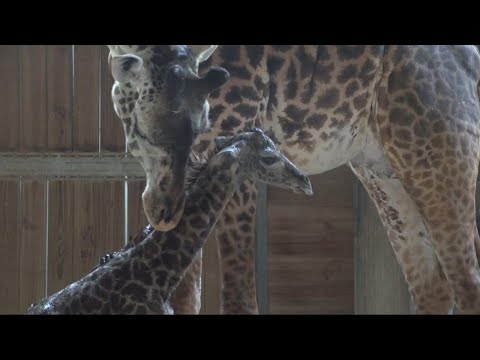 Baby Giraffe Awkwardly Tries to Stand and Walk for the First Time