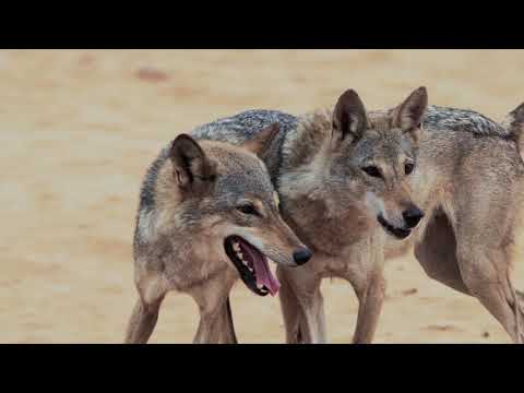 Arabian Wolves at Dubai Safari