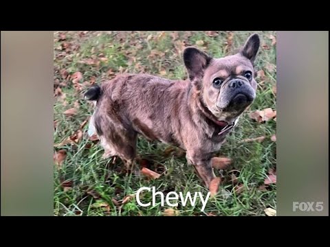 3 French Bulldogs stolen while on walk in Southeast DC