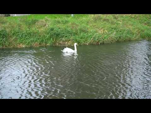 Swimming Swans