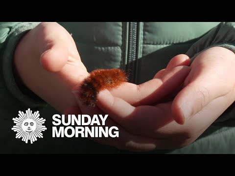 The Woolly Worm Festival, inching to predict winter's weather