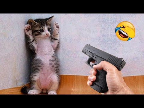 You Laugh You Lose 😂 Funniest Cats and Dogs Videos 😹🐶 Part 1