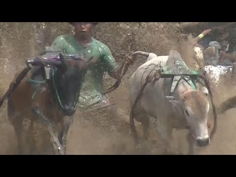 Traditional bull racing in the West Sumatra province of Indonesia