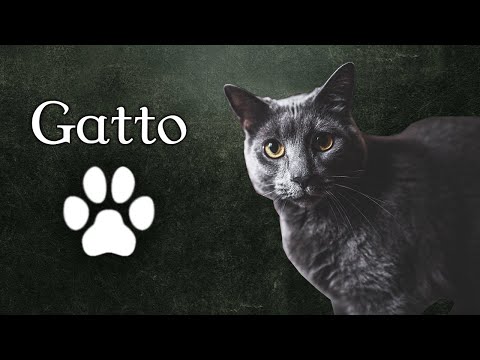 14 - La Magia del Gatto: Simbologia, Sogni e Medicina Sciamanica