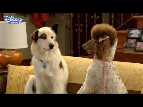 Dog With a Blog - Stan Sleep Talks - Official Disney Channel UK HD