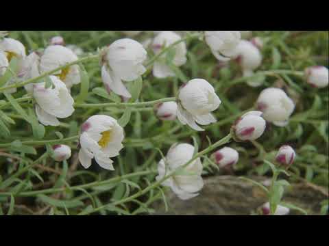 Introducing Chamomile Sunray: A Wonderful Australian Native Plant.