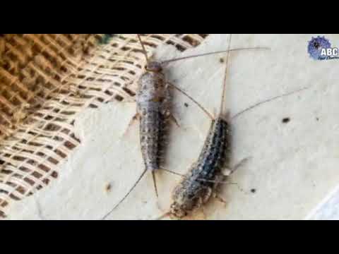 Pest Control Silverfish