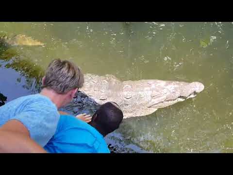 Jamaica Black River crocodile