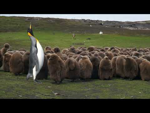 How King Penguin Mom Identify Its Chick? | Sounds of King Penguin Mom and Chick Communicating