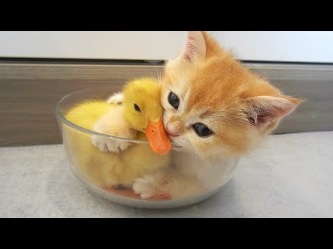 Kitten hugged little duck tightly, because he afraid that she'll leave