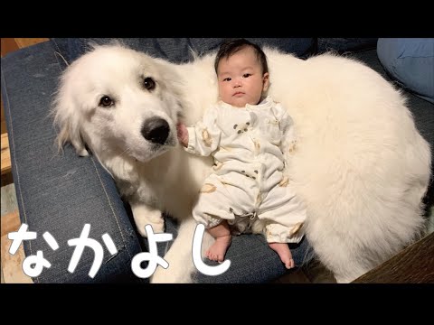 【生後3ヶ月】初めて妹に笑いかけられた時の超大型犬の反応が可愛い｜グレートピレニーズ