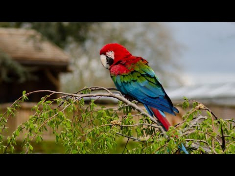 Colorful Birds | Nervous System Restoration | Natural Sounds | Relaxing bird sounds