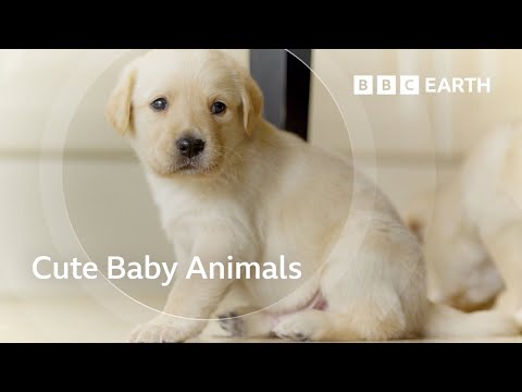 Exploring the Adorable World of Baby Animals | BBC Earth