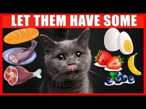 Human Foods that Are Actually Good for Cats