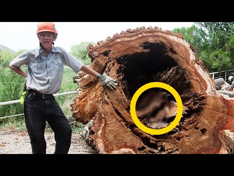 Boy Cuts Down Old Tree &ndash; What He Found Inside The Trunk Shocked The Whole World !