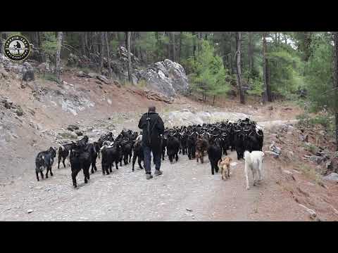 Ege K&amp;ouml;y&amp;uuml;'nde Ke&amp;ccedil;i &amp;Ccedil;obanlığı  |  Belgesel HD..