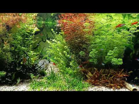 3 Hours Aquarium HD with Watersounds (NO Music) - NO LOOP!