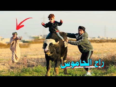 كنان صعد على الجاموس 🐃| ركض ورانه الراعي