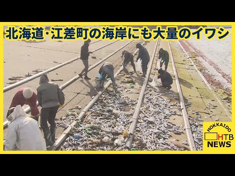 北海道・江差町の海岸にも大量のイワシが&hellip;　原因は函館に上がったイワシと同じか　約５０人が手作業で回収