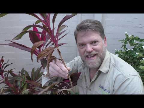 How To Grow a Cordyline From Cuttings and Growing Tips