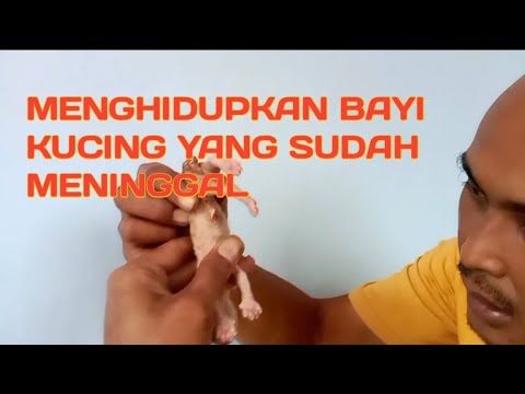 KOK BISA BAYI KUCING YANG SUDAH MATI HIDUP KEMBALI, BEGINI CARANYA