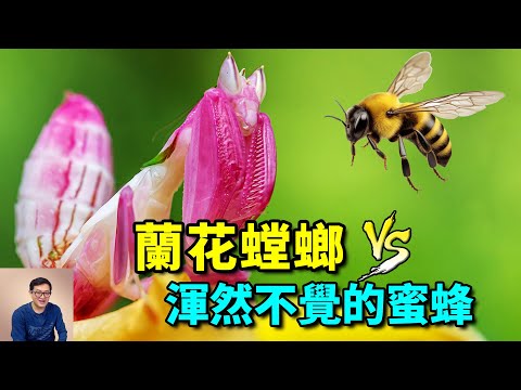 蘭花螳螂：出身「功夫螳螂」世家，掌握動物界頂級騙術，既華麗又稀有的寵物昆蟲！【老肉雜談】