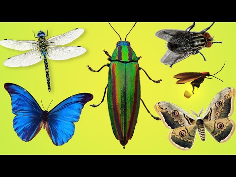 Easy English Insects For Toddler