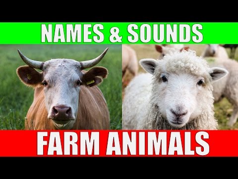 Farm Animals Names and Sounds for Kids to Learn | Learning Farm Animal Names and Sounds for Children