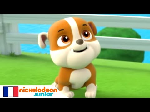 Paw Patrol : la Pat' Patrouille | Ruben est coinc&eacute; dans l'arbre | NICKELODEON JUNIOR