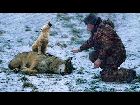 Man Saved This Crying Wolf Cub And Her Dying Mama Wolf, Days Later He Received The Amazed  &ldquo;Thanks&rdquo;