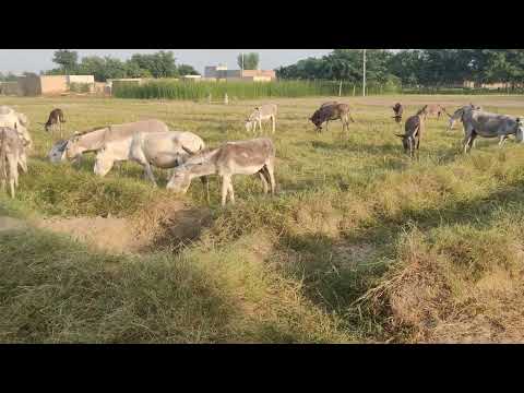 Top Donkey meeting