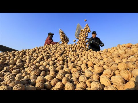 Modern Walnut Farming And Harvesting Technology |  Walnut Processing Factory | Modern Farm ➤#15