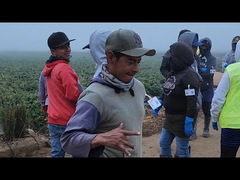 as&iacute; es como empieza un d&iacute;a de trabajo en esos campo de california