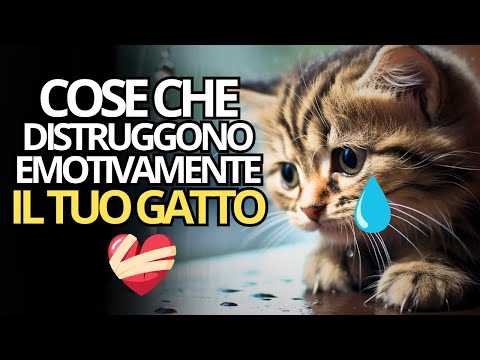 🔴10 COSE CHE FERISCONO EMOTIVAMENTE IL TUO GATTO🔴 Spiritualit&agrave; Felina