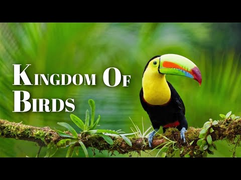 Birds of The World - Most Colourful Birds (Birds Calls)