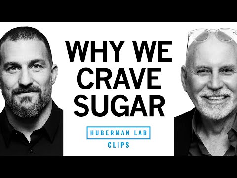 Why Do We Crave Sugar? | Dr. Charles Zuker &amp; Dr. Andrew Huberman