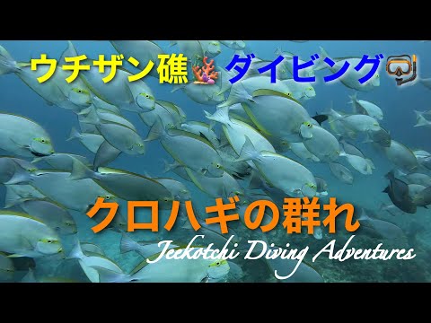 ウチザン礁🪸ダイビング🤿クロハギの群れ🐠🐠🐠😆👌2023年6月