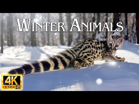 Majestic Winter Wildlife in 4K HDR 🐺❄️| Relax Music | 4K Land of Ice and Snow