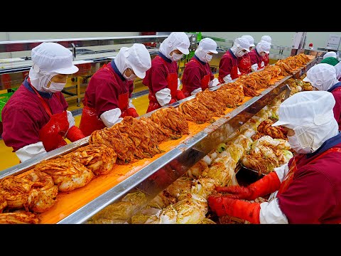 Amazing Korean Kimchi Mass Production / Food Factory