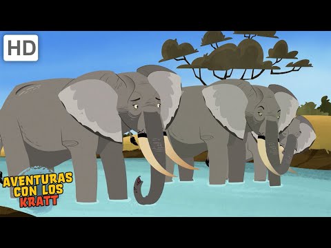 Criaturas muy grandes | Ballenas, elefantes + m&aacute;s! [episodios completos] Aventuras con los Kratt