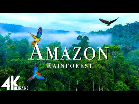 Amazon Wildlife 4K - Part 2 | Animals That Call The Jungle Home | Amazon Rainforest |Relaxation Film