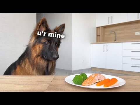 Leaving My Dogs Alone with a Tasty Salmon Steak