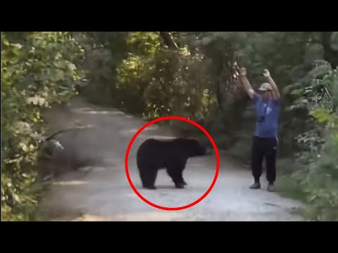 Man Tries to Scare Away Black Bear, Instantly Regrets it