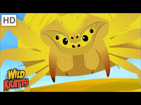 Bugs! | Spiders, Worms, Butterflies + more! [Full Episodes] Wild Kratts